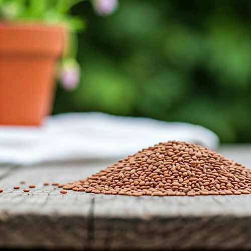  کنجد قهوه ای راز پارسی 